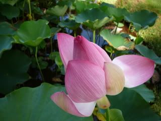 lotus flower, kuai