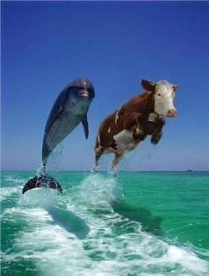 funny-pictures-cow-jumping-aqY.jpg