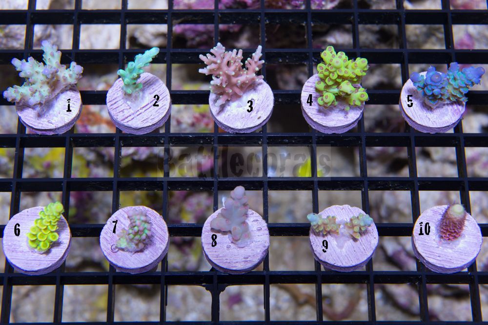 Hp printer drivers for mac