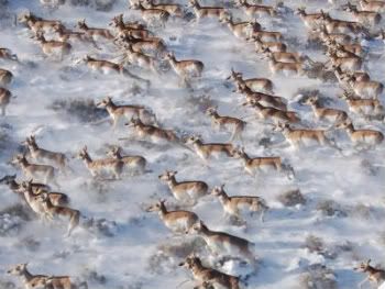 Pronghorn antelope migration. Photo by: J. Berger.