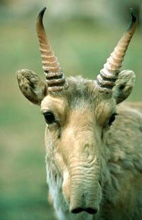 'And of course, the most remembered feature of the saiga is its strange nose, which looks like a short trunk. The saiga's nose isn’t decoration. It’s a big filter to clean dusty air in summer and warm it in winter,' Bykova says, explaining the saiga's most unusual appearance.