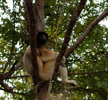 Crowned sifaka in the degraded forest. Photo by: Josia Razafindramanana.