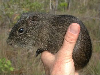 Brazilian guinea pig with eartag just before the disappeared from study site. Photo by Louise Emmons. 