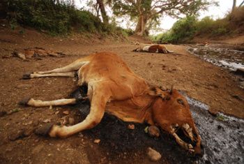 Dead cattle are a common sight in some areas of Kenya now. Photo courtesy of Wildlife Direct.