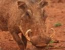According to a new study warthogs have declined by 80 percent in fifteen years in Kenya’s Masai Mara Reserve. Photo by: Rhett A. Butler.