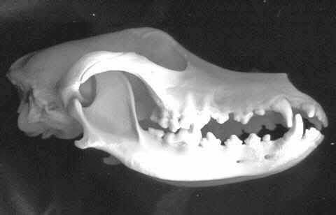 beagle skeleton