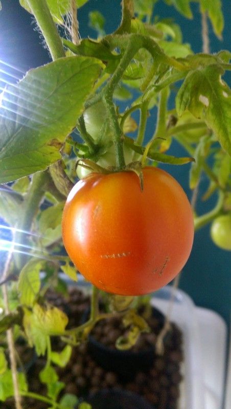 First Tomatoes