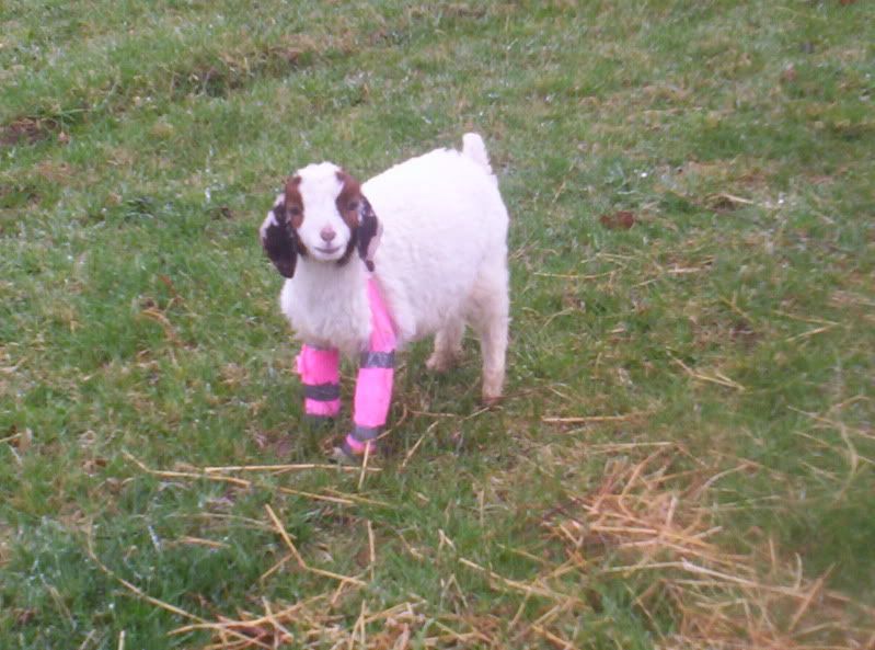 PLEASE HELP needed now - Goats