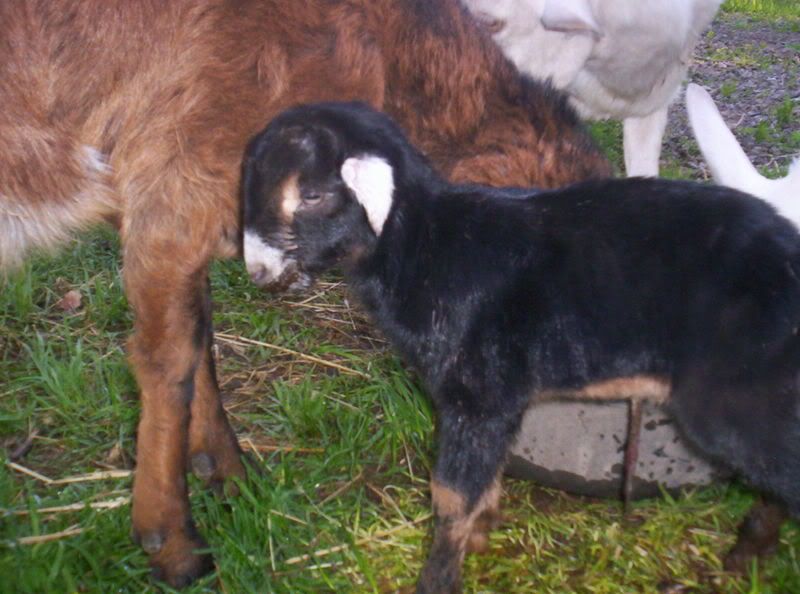 It's Day 149 and we have a baby! - Goats