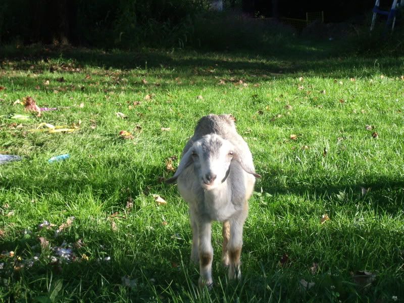 Need Help/Advice once again - Goats