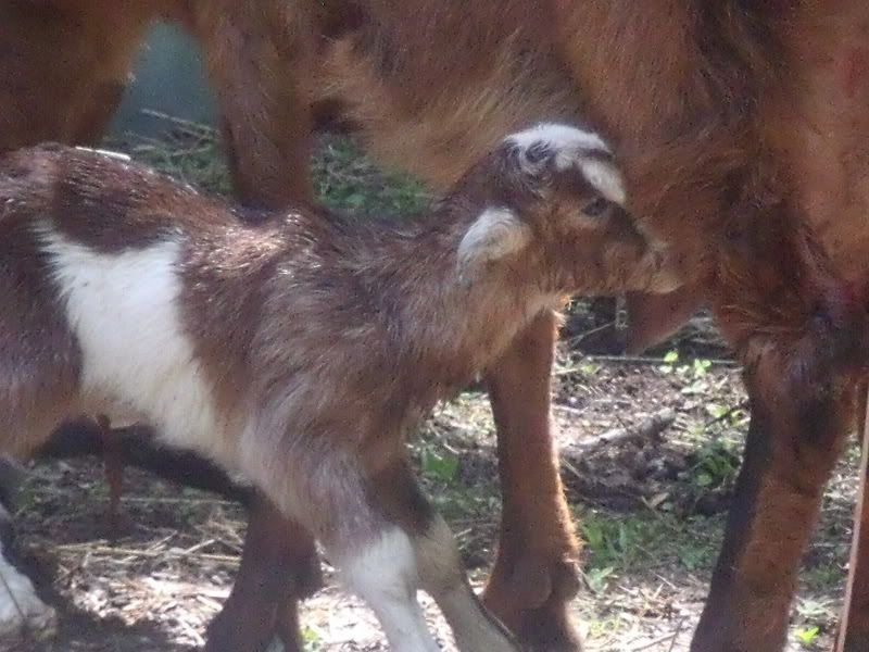 I finally got to see the birth! - Goats