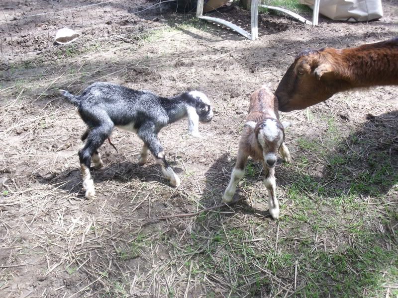 I finally got to see the birth! - Goats