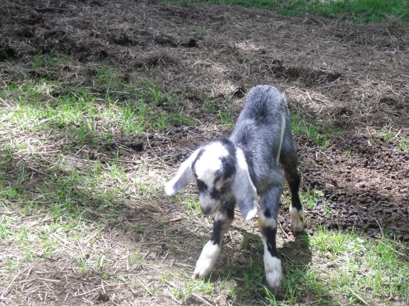 I finally got to see the birth! - Goats