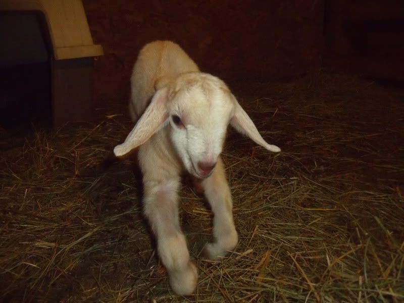 Kid legs question - Goats