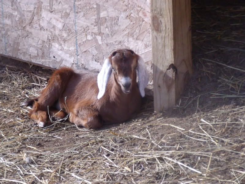 Outside with the Camera this Week - Goats