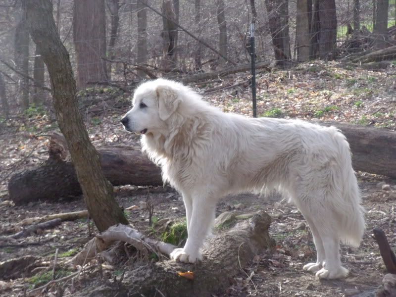 Outside with the Camera this Week - Goats