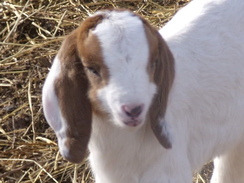 Outside with the Camera this Week - Goats