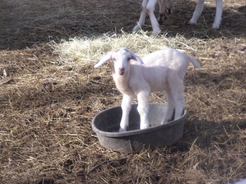 Outside with the Camera this Week - Goats