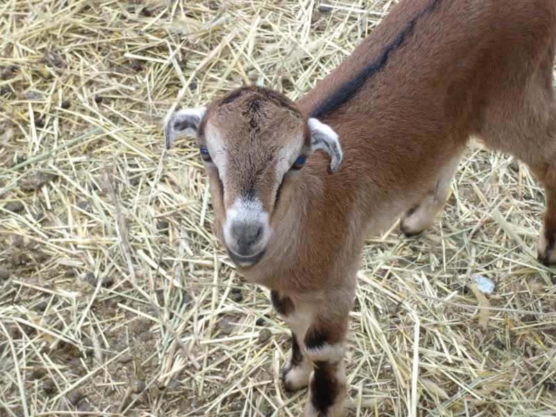 Picture of my Princess :) - Goats