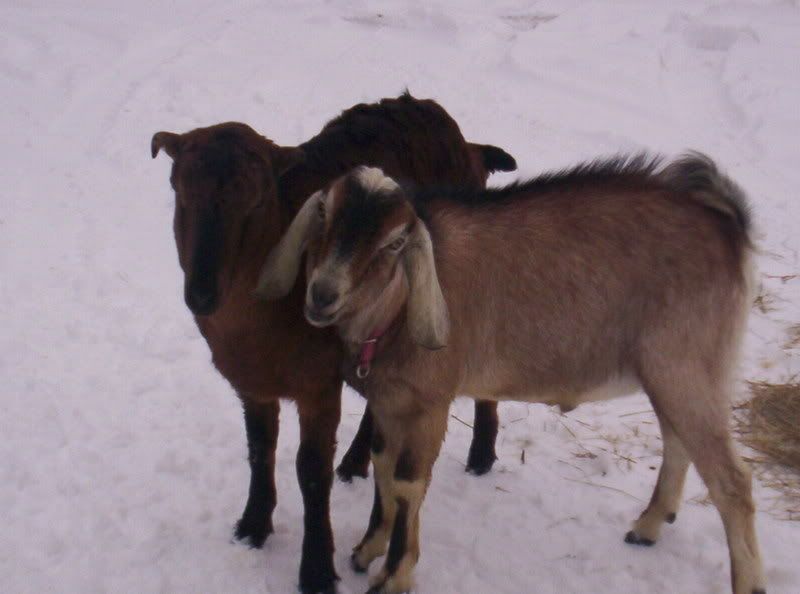 Got a Buck Today :) - Goats