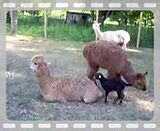 Cute Video - Goats