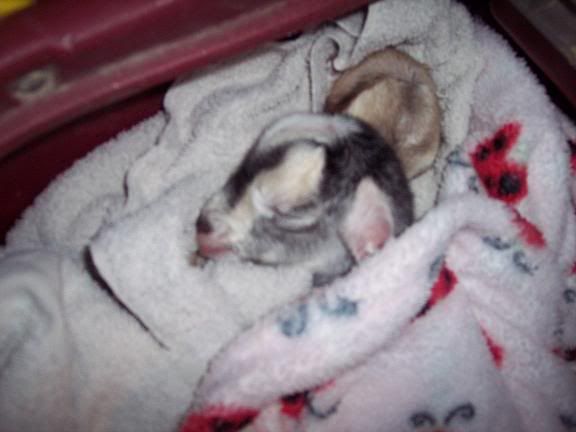 New Twins...Help needed - Goats