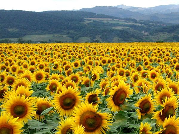 sunflowerfield.jpg Sunflower Field image by iris6