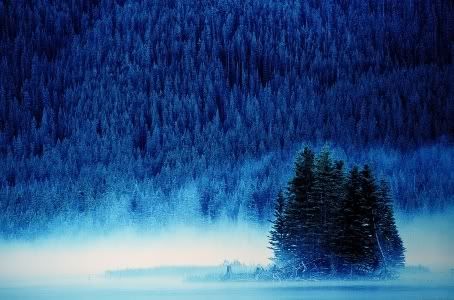 blue mist forest