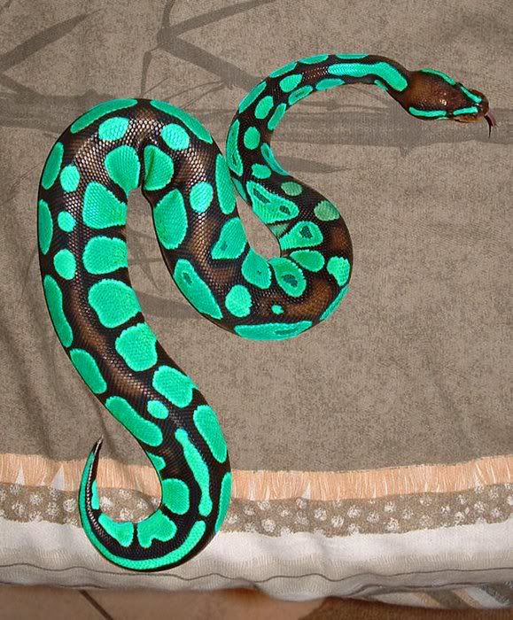 Ball Python Colors