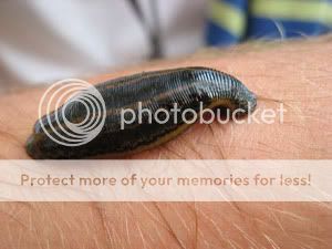 Phylum Annelida Quiz: The Segmented Worms! - Quiz