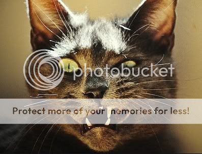 https://i54.photobucket.com/albums/g84/Misantropia_/Zombies/Catz/zombie-cat-1.jpg