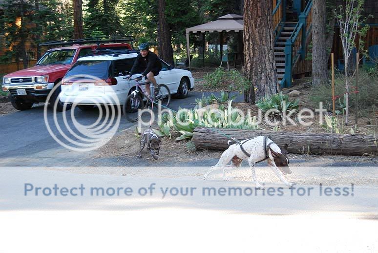 which dog booties? Mountain Bike Reviews Forum